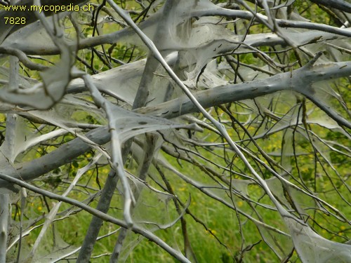 Yponomeuta euonymella - 