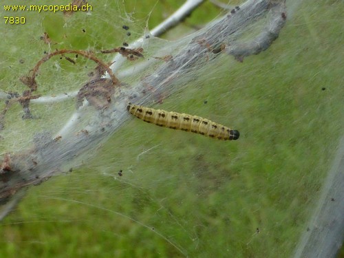 Yponomeuta euonymella - 