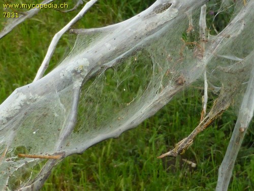 Yponomeuta euonymella - 