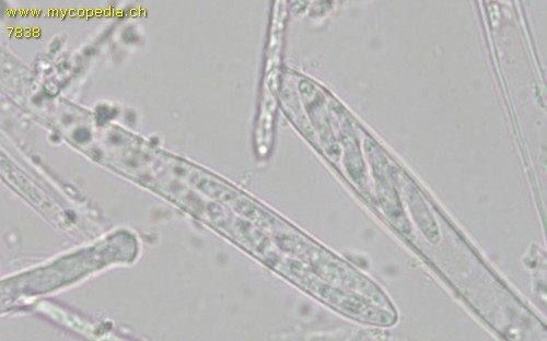 Tapesia fusca - Asci - 