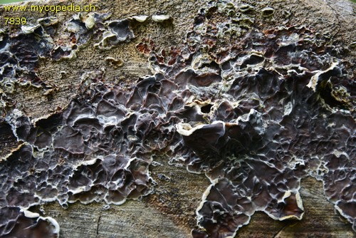 Chondrostereum purpureum - 