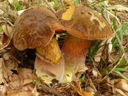 Neoboletus praestigiator - 