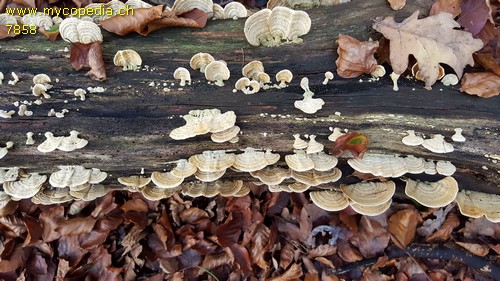 Trametes pubescens - 