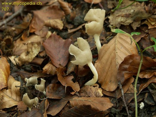 Helvella elastica - 