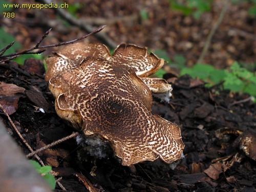 Lepiota aspera - 