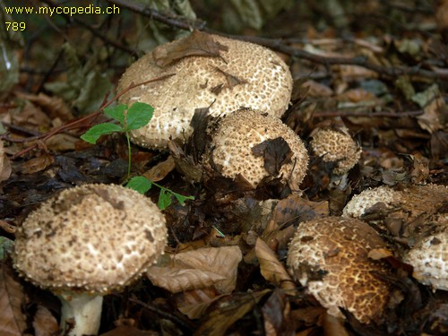 Lepiota aspera - 