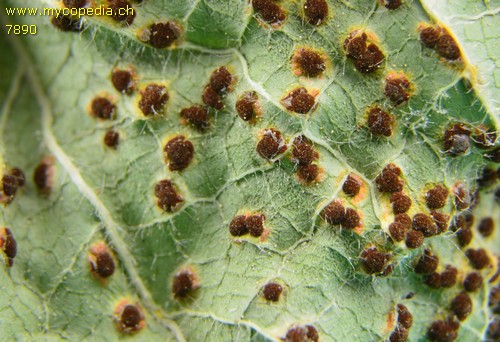 Puccinia malvacearum - 