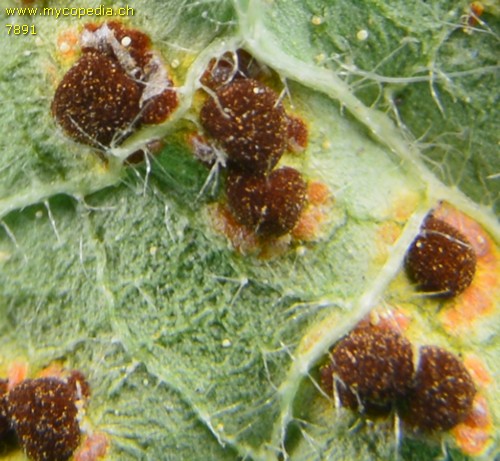 Puccinia malvacearum - 