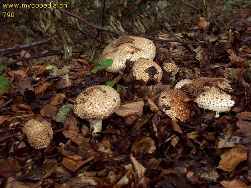 Lepiota aspera - 