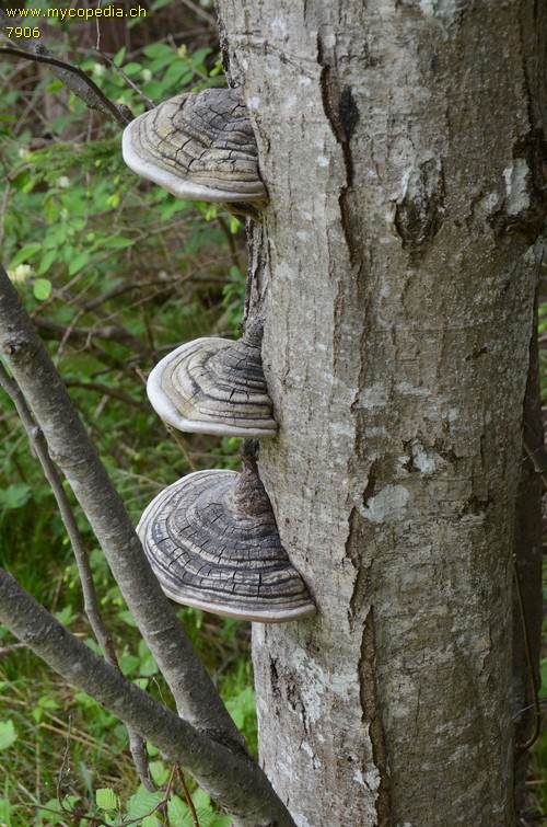 Phellinus igniarius - 