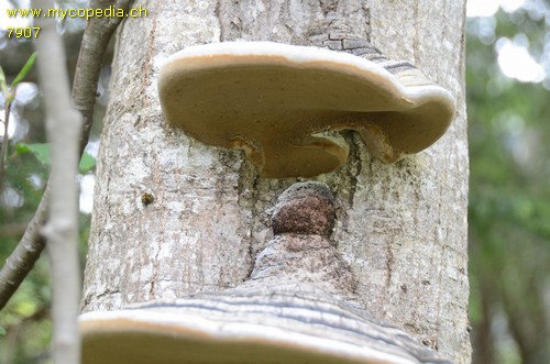 Phellinus igniarius - 