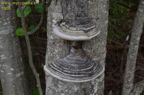 Phellinus igniarius - 