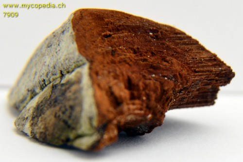 Phellinus igniarius - KOH Reaktion - KOH  - 