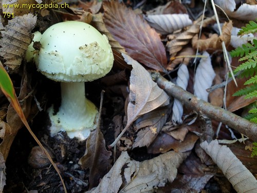 Amanita citrina - 