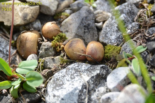 Rhizopogon roseolus - 