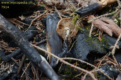 Pholiota spumosa - 