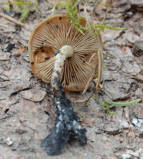 Pholiota spumosa - 