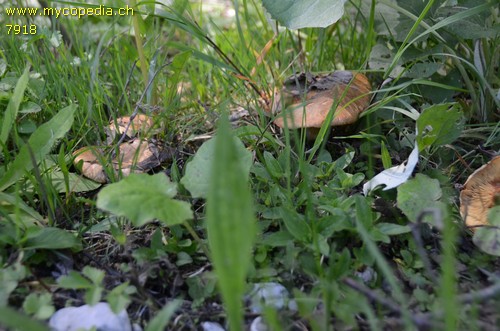 Paxillus rubicundulus - 