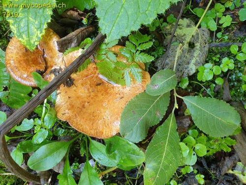 Paxillus rubicundulus - 