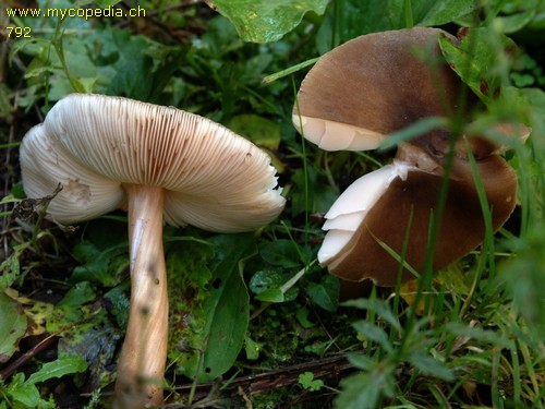 Pluteus roseipes - 