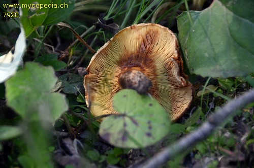 Paxillus rubicundulus - 