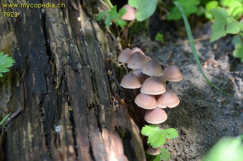 Mycena haematopus - 