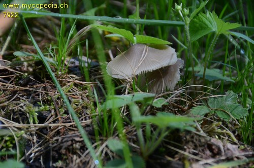 Mycena niveipes - 