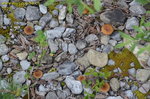 Mallocybe terrigena - 