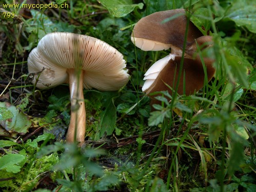 Pluteus roseipes - 