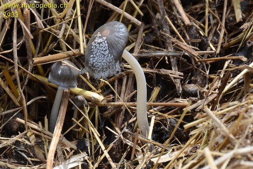 Coprinopsis cinerea - 