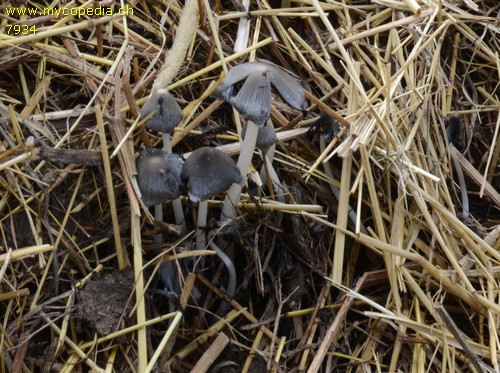 Coprinopsis cinerea - 