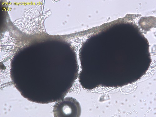 Phoma acuta - 