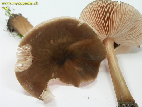 Pluteus roseipes - HDS - 