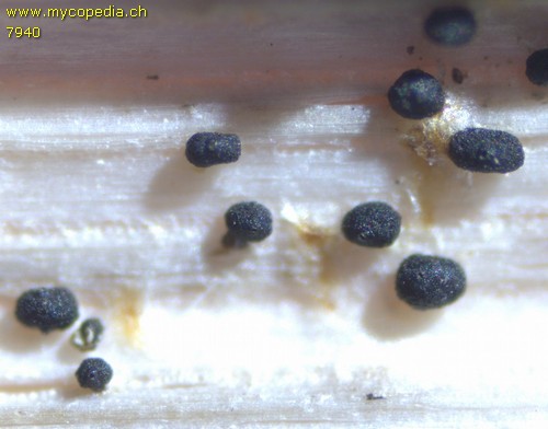 Phoma acuta - 