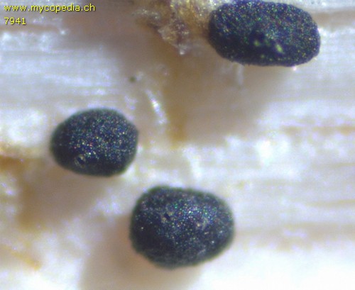 Phoma acuta - 