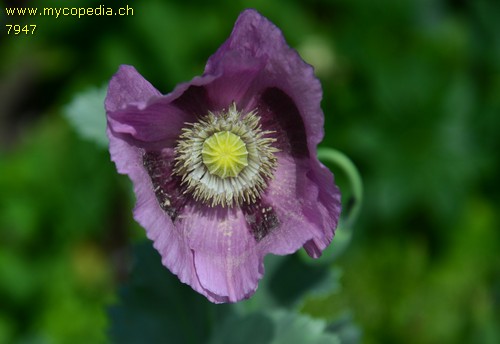 Papaver somniferum - 