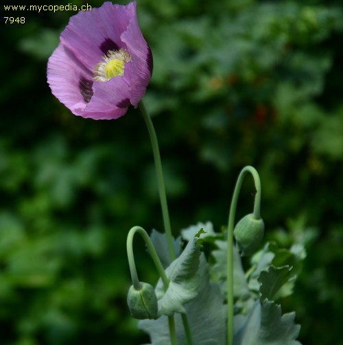 Papaver somniferum - 