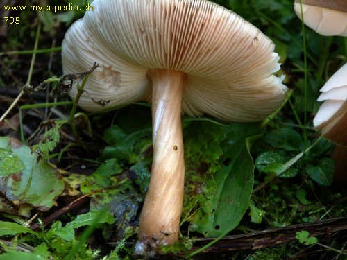 Pluteus roseipes - 