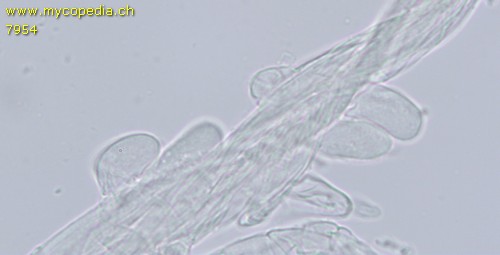 Pholiotina utricystidiata - Pileozystiden - 