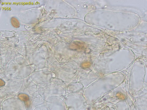 Pholiotina utricystidiata - HDS - 