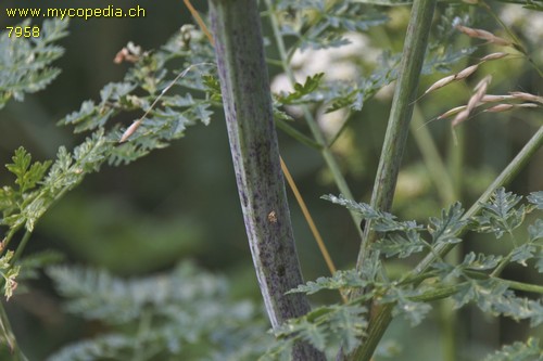 Conium maculatum - 