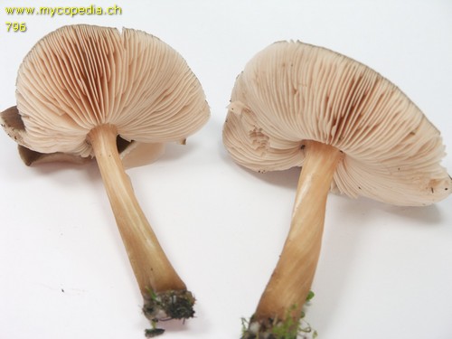 Pluteus roseipes - HDS - 