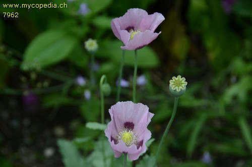 Papaver somniferum - 