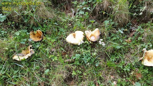 Lactarius intermedius - 