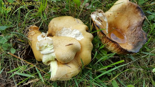 Lactarius intermedius - 