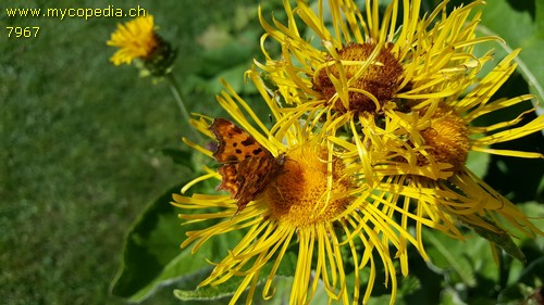 Inula helenium - 