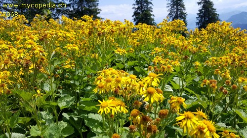 Senecio alpinus - 