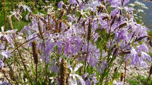 Dianthus superbus - 