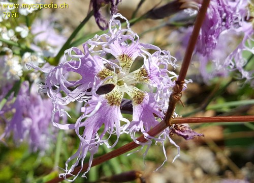 Dianthus superbus - 