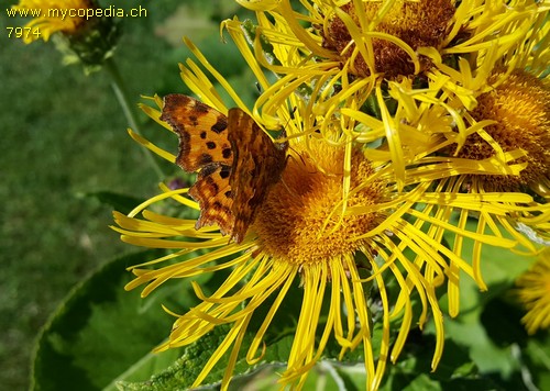 Polygonia C-album - 